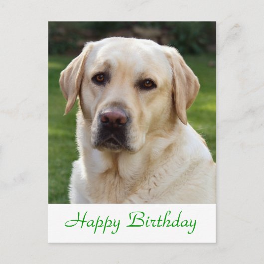 Happy Birthday Labrador Retriever Dog Post Kaart (Voorkant)
