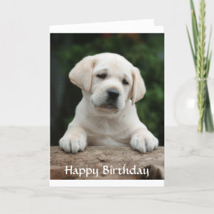 Happy Birthday Labrador Retriever Puppy Card Kaart
