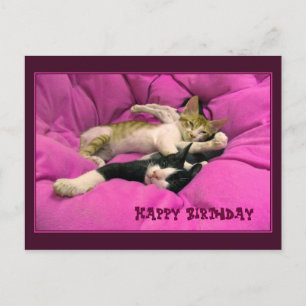 Happy Birthday leuke katten Briefkaart