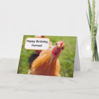Happy Birthday Menselijk Bruin Kip Hen Close-up