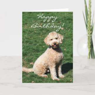 Happy Birthday Mini Goldendoodle wenskaart Kaart