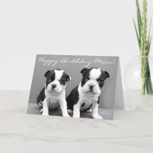 Happy Birthday Mom Boston Terrier Puppies kaart