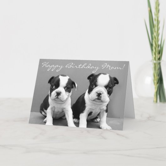 Happy Birthday Mom Boston Terrier Puppies kaart (Voorkant)