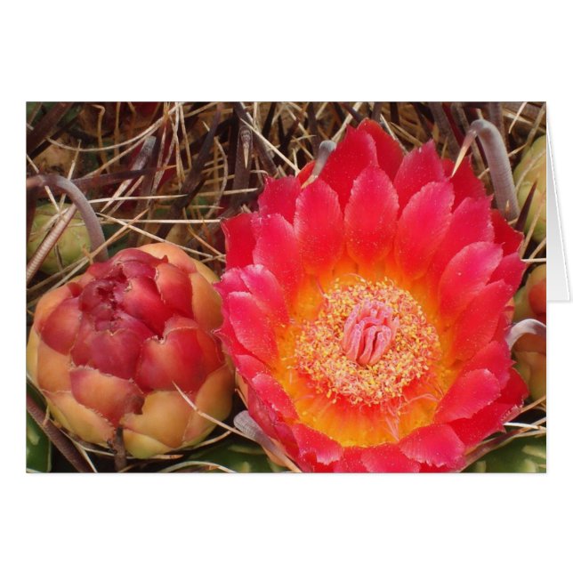 Happy Birthday Nana Bright Pink Cactus Bloom Foto (Voorkant Horizontaal)