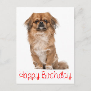 Happy Birthday Pekingese Puppy Dog Briefkaart