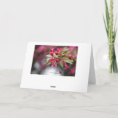 Happy Birthday Pink Crab Apple Flowers Kaart (Achterkant)