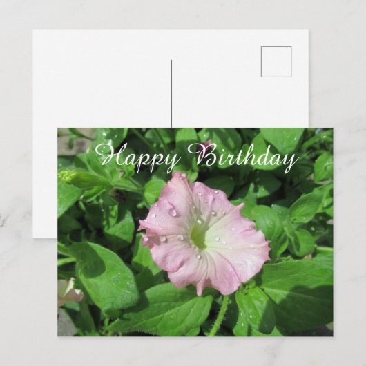 Happy Birthday Pink Petunia Fotografie Briefkaart (Voorkant / Achterkant)
