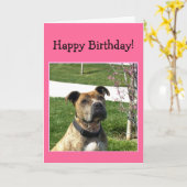 Happy Birthday Pitbull wenskaart Kaart (Gele Bloem)