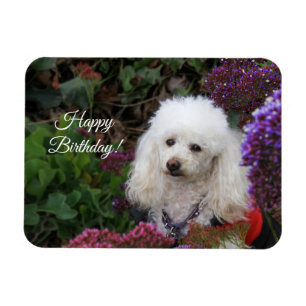 Happy Birthday poodle dog magnetische kaart Magneet