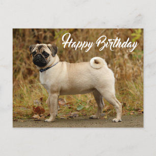 Happy Birthday Pug Puppy Dog Briefkaart