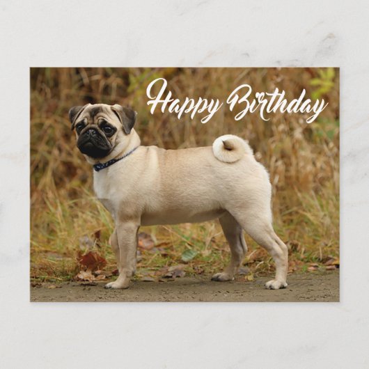 Happy Birthday Pug Puppy Dog Briefkaart (Voorkant)