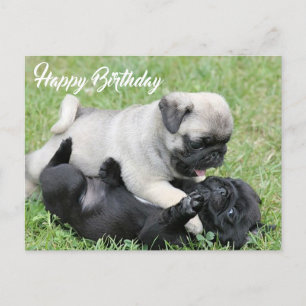Happy Birthday Pug Puppy Dog Briefkaart
