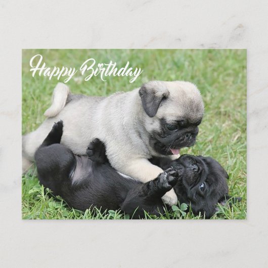 Happy Birthday Pug Puppy Dog Briefkaart (Voorkant)