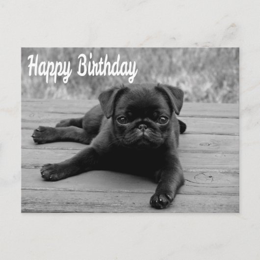 Happy Birthday Pug Puppy Dog Briefkaart (Voorkant)