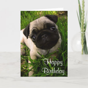 Happy Birthday Pug Puppy Dog Wenskaart Kaart