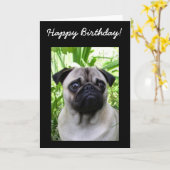 Happy Birthday Pug wenskaart Kaart (Gele Bloem)