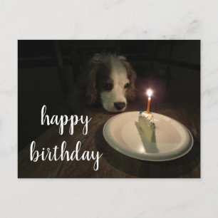 Happy Birthday Puppy   BRIEFKAART