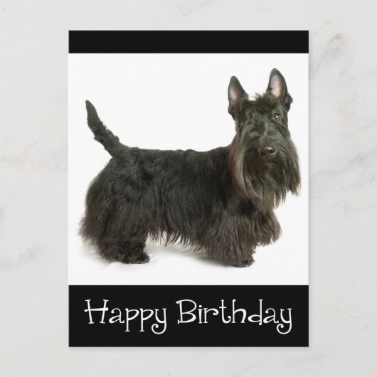 Happy Birthday Schotse Terriër Puppy Briefkaart (Voorkant)