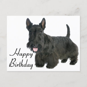 Happy Birthday Scottish Terrier Puppy Briefkaart