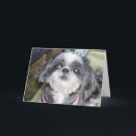 Happy Birthday Shih Tzu Girl Wenskaart Kaart<br><div class="desc">Laat iemand glimlachen!</div>