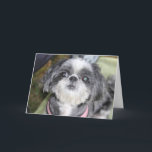 Happy Birthday Shih Tzu Girl Wenskaart Kaart<br><div class="desc">Laat iemand glimlachen!</div>