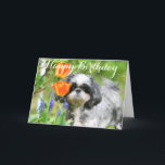 Happy Birthday Shitzu Girl Wenskaart Kaart<br><div class="desc">Laat iemand glimlachen!</div>