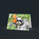 Happy Birthday Shitzu Girl Wenskaart Kaart<br><div class="desc">Laat iemand glimlachen!</div>
