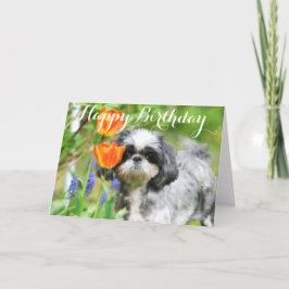 Happy Birthday Shitzu Girl Wenskaart Kaart
