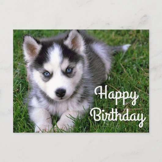 Happy Birthday Siberian Husky Puppy Dog Post Card Briefkaart (Voorkant)