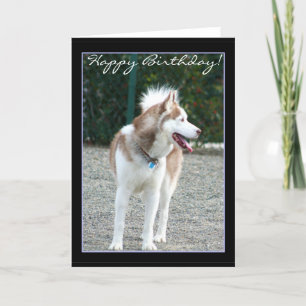 Happy Birthday Siberian Husky wenskaart Kaart