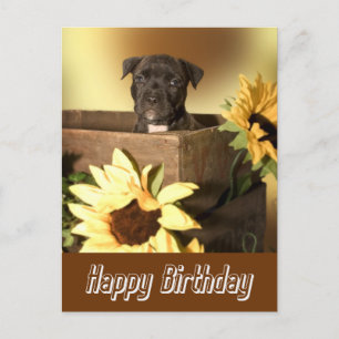 Happy Birthday Staffordshire Terrier Dog Post Kaar Briefkaart