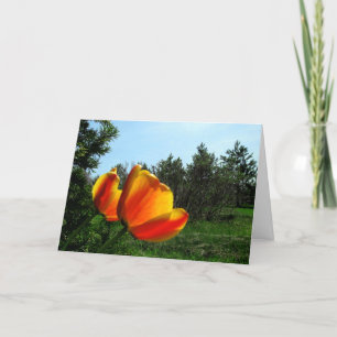 Happy Birthday - Tulips Kaart