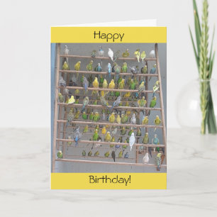 Happy Birthday uit All-We Parakeets Kaart
