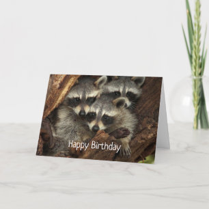 Happy Birthday van ons allemaal Fun Raccoons Kaart