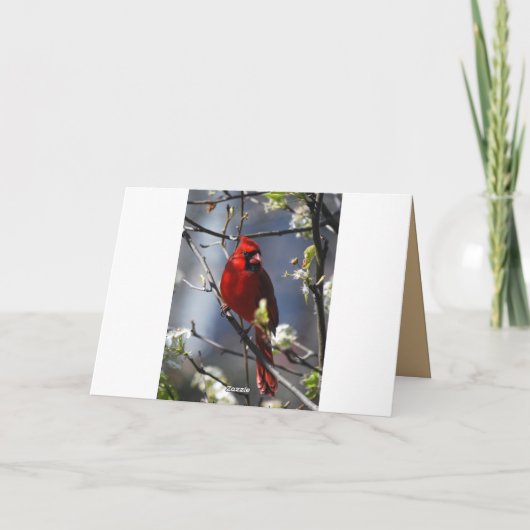 Happy Birthday Vrouw Kardinaal in Bloeiboom Kaart (Achterkant)