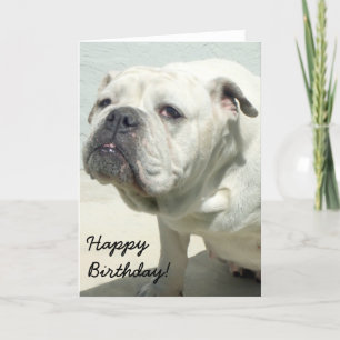 Happy Birthday White Bulldog wenskaart Kaart