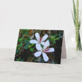Happy Birthday White Hibiscus Kaart (Achterkant)