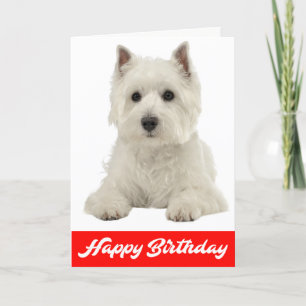Happy Birthday White Highland Terrier Puppy Dog Kaart