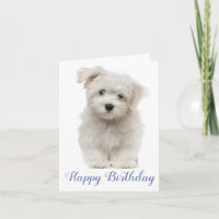 Happy Birthday White Maltese Puppy Dog Blue