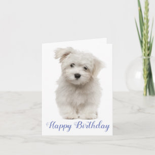 Happy Birthday White Maltese Puppy Dog Blue Kaart