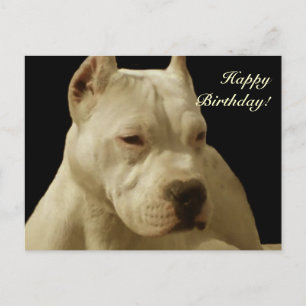 Happy Birthday White pitbull briefkaart