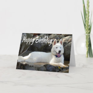 Happy Birthday White Siberian Husky Puppy Dog Kaart