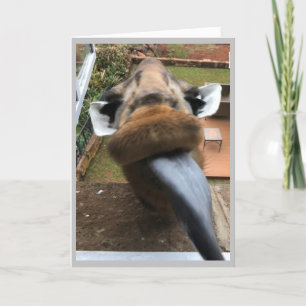 Happy Birthday Wildlife Kiss Feestdagen Kaart