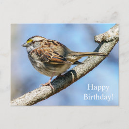 Happy Birthday Wit-Keelmus Briefkaart