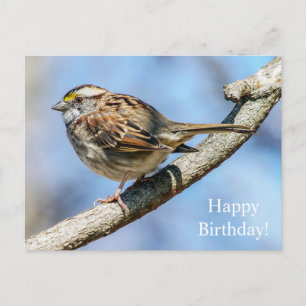 Happy Birthday Wit-Keelmus Briefkaart