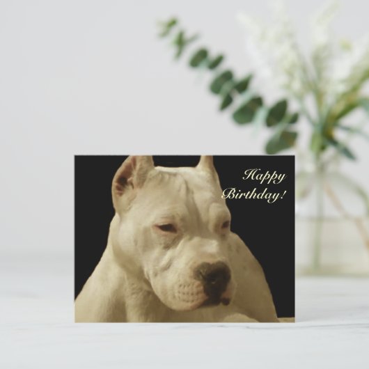 Happy Birthday Witte pitbull briefkaart (Staand voorkant)
