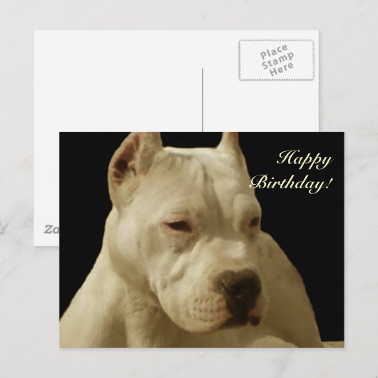 Happy Birthday Witte pitbull briefkaart (Voorkant / Achterkant)