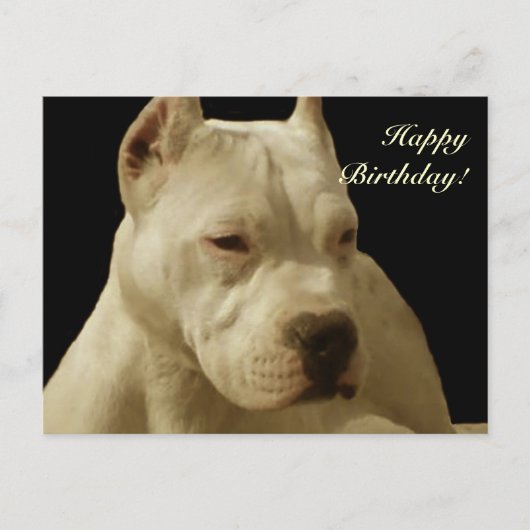Happy Birthday Witte pitbull briefkaart (Voorkant)