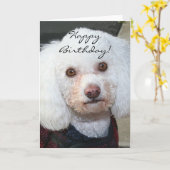 Happy Birthday Witte Poedel wenskaart Kaart (Gele Bloem)