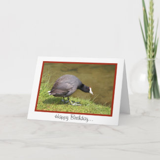 Happy Birthday-You Old Coot Kaart